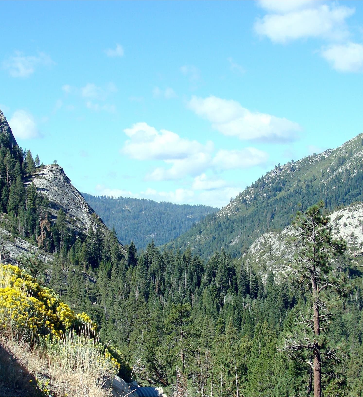 Wildflowers at Carson Pass